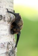 vampire bat animal wildlife portrait