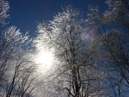 sun behind frosted tree tops at blue sky