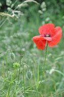 red poppy on a green meadow