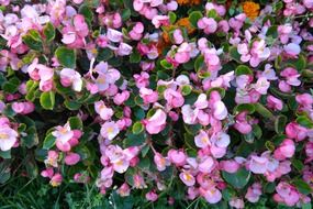 ice begonias flowers