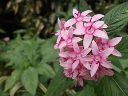 pink wildflower in Sri Lanka