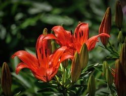 Colorful red lily flowers