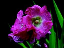 Purple and green flowers with the leaves