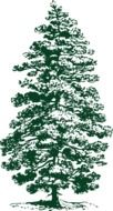 fir tree as a graphic illustration