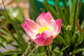 beauty gentle lotus