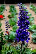 decorative purple flower in the garden on a blurred background