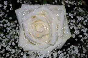 white rose in water drops