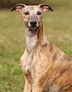 Beautiful, colorful and cute whippet dog on the meadow