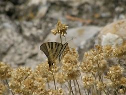 picture of the butterflies in nature