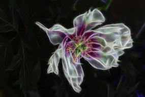 digital flower art fractal black aback