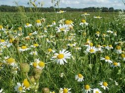 unusual beauty marguerites flowers