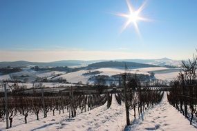 view of the vineyards in winter