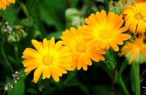 bright orange flowers on a flowerbed