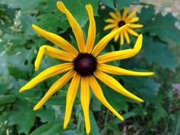 black eyed susan flower
