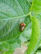 small beetle on a green leaf