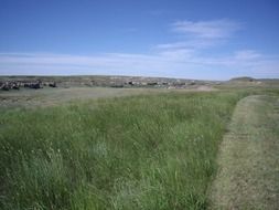 picture of the green meadow