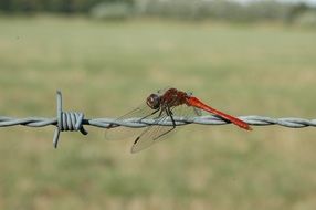 dragonfly on barbed wire, blur background