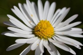 magnificent daisy flower garden