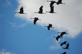 school of cranes in the sky