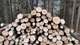 many of the felled trees lie in a pile