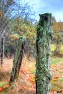 worn out wire fence in nature