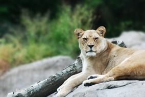 matchlesslioness wildlife