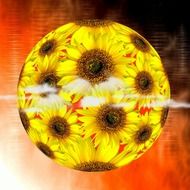 sunflowers in form of ball