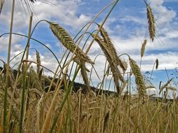 spikelets on an agricultural field