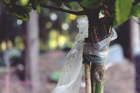 tree in white ribbon close-up on blurred background