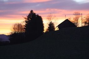 silhouettes of big trees at sunset