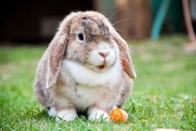 lop eared with carrot on the lawn