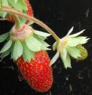 ripening strawberries in the garden