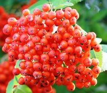 tree mountain red ash berries