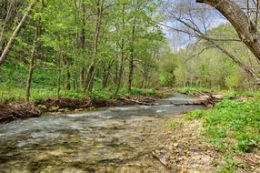stream in the forest in Russia