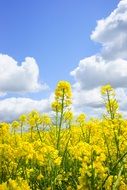 field of colorful rapeseeds