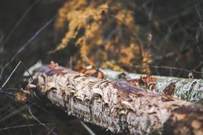 birch tree trunk in a forest