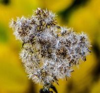 autumn plant in fluff on a blurred background