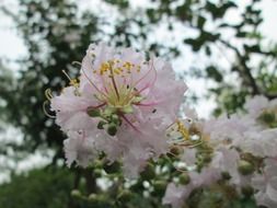 white flowers on the tree in the garden