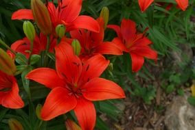 amazing beauty tiger lily