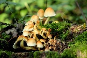 honey mushrooms in the forest