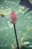 Beautiful, pink and white lotus bud on green leaf background