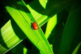 Red beetle on the green leaf in light