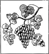 drawing of grapes fruit plant