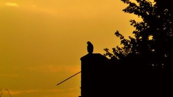 picture of the bird of prey at the sunset