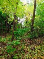 wild forest in summer time