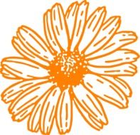Orange daisy