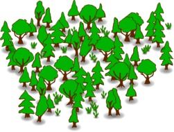 drawn forest on white