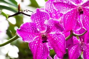 pink orchid flower blossom in the garden