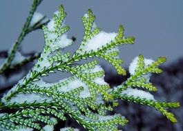 green branch in the winter snow on blurred background