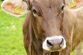 farm cow in allgau